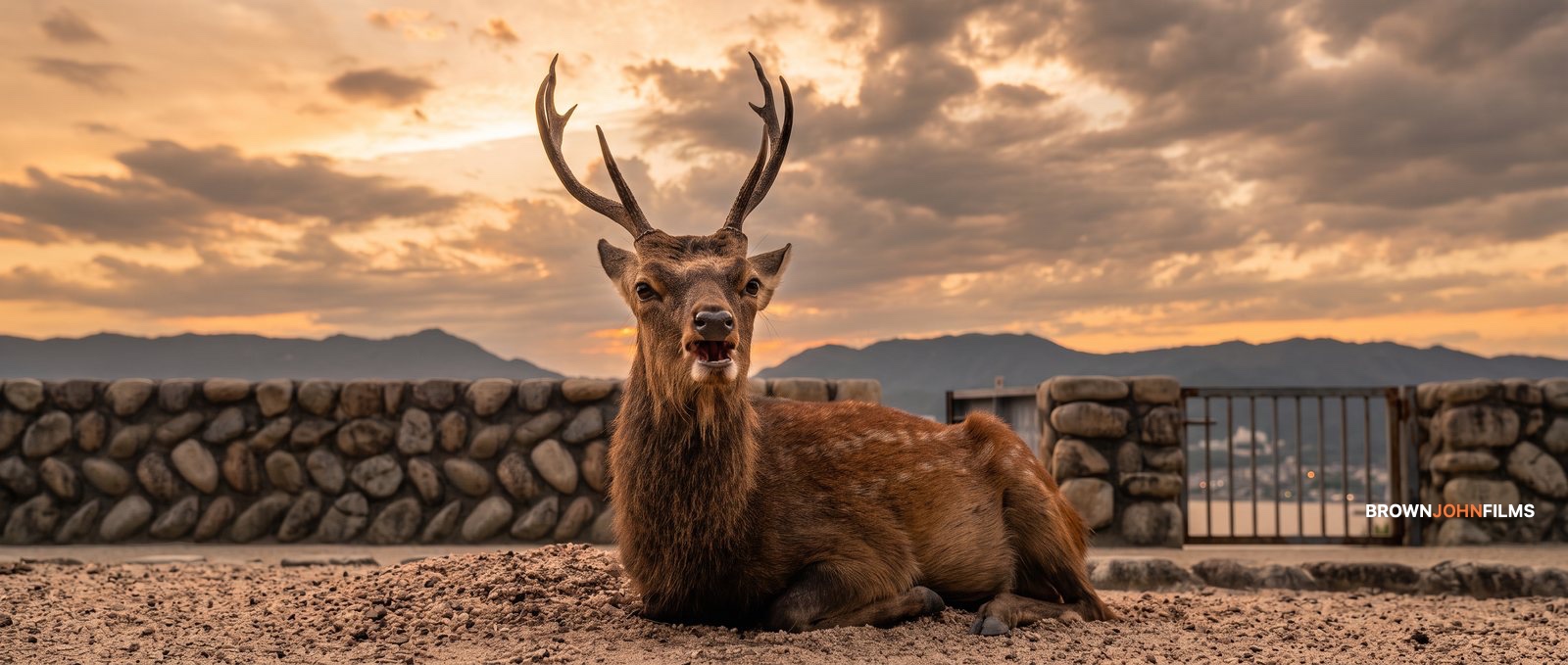 A deer resting on sand in front of mountains at sunset