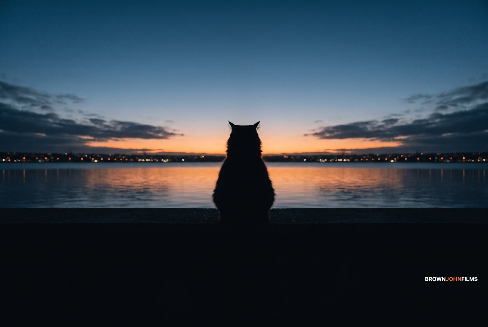 Silhouette of a cat sitting by still water at dusk, city lights behind