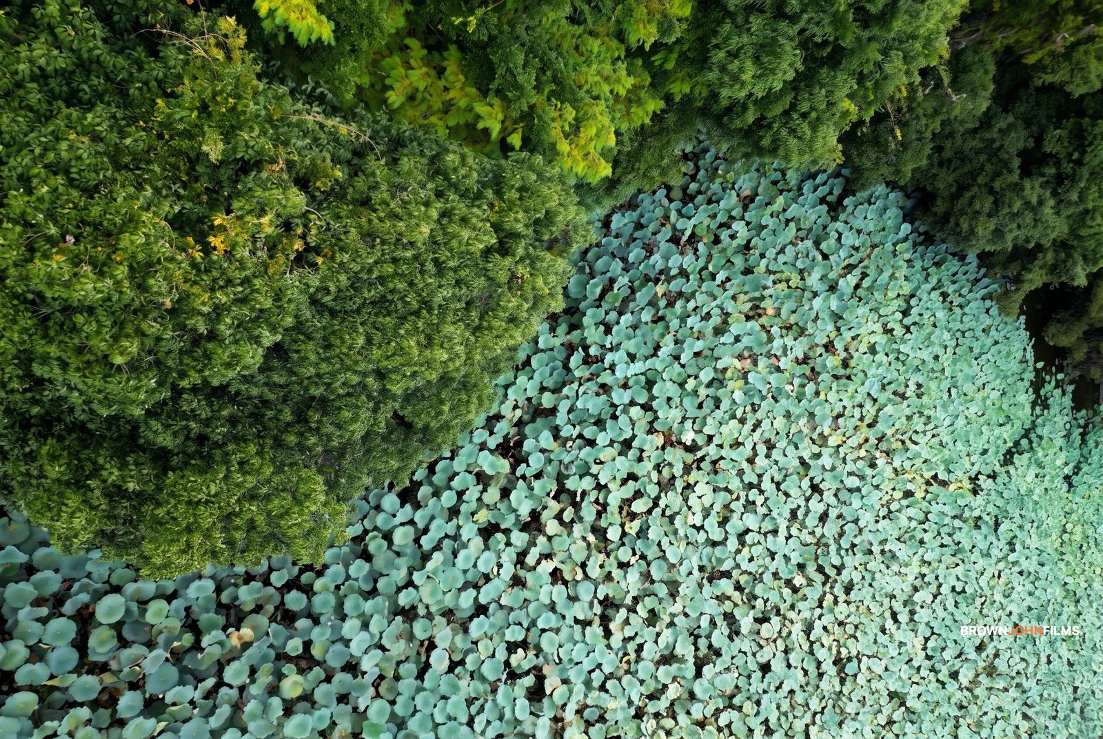 Forest canopy and pale round leaves, straight down from above