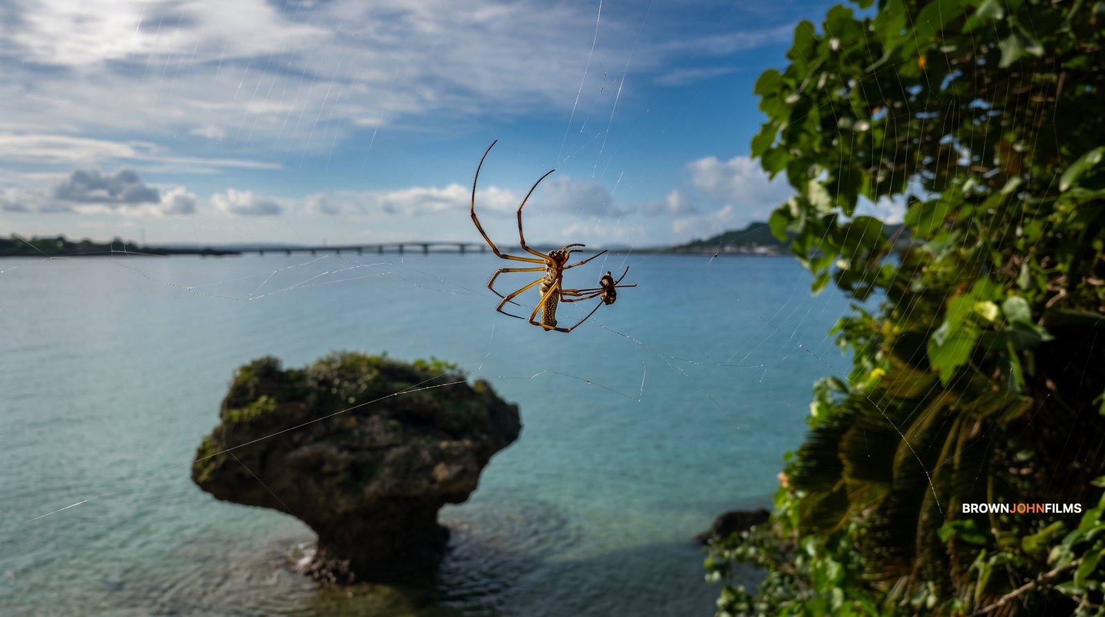 A spider on its web above a turquoise bay