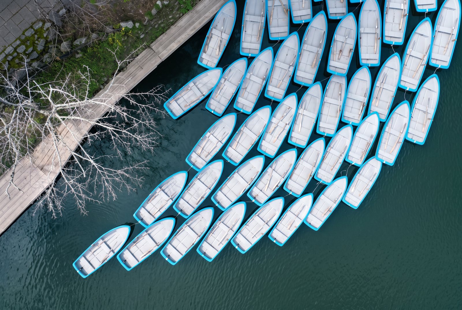 Rows of blue and white rowing boats moored at a dock, from above