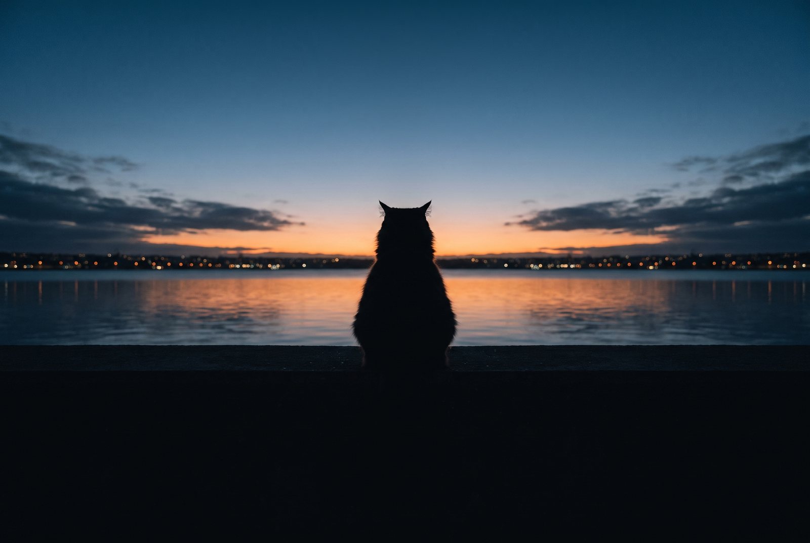 Silhouette of a cat sitting by still water at dusk, city lights behind