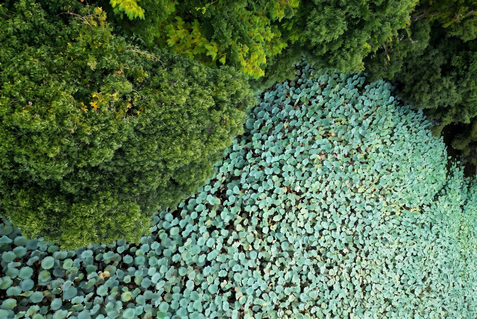 Forest canopy and pale round leaves, straight down from above