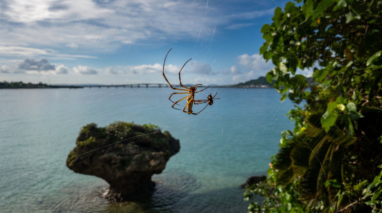 A spider on its web above a turquoise bay